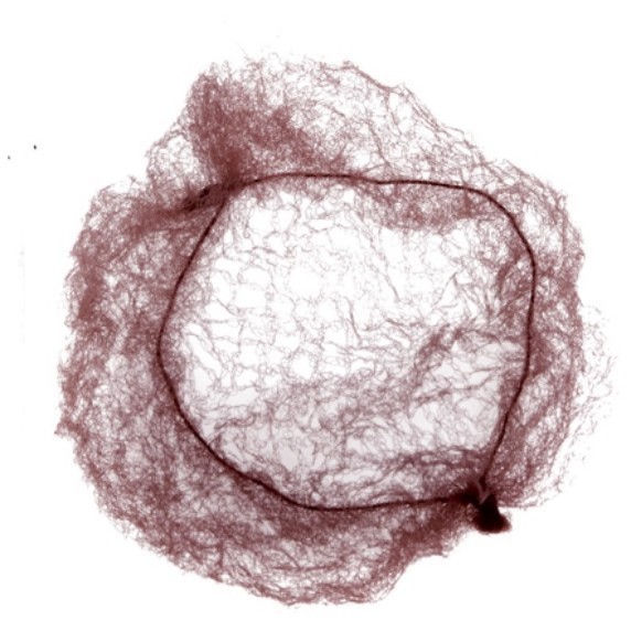 CE104 Сеточка DEWAL для прически, темно-коричневая 2 шт/уп